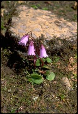 Soldanella alpina e le altre specie di Soldanella